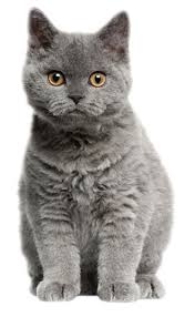 Pin By فيصل الحربي On ئئئ Animals Cats Chat