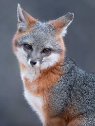 Black And Orange Fox Species I Like The Contrast Of The Gray And Orange Of This Fox I Like That You Can Clearly See The Foxes Face And How Its Eye S Animals Beautiful Cute Animals