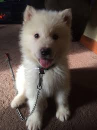 The alaskan malamute is a large and muscular domesticated dog with a heavy fur coat and bounds of energy. All White Alaskan Malamute Puppy Aww