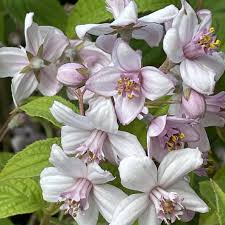 Image result for Deutzia x hybrida ′Mont Rose