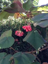 Image result for Agelanthus fuellebornii