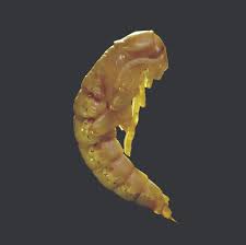 Image result for Sebaea brachyphylla