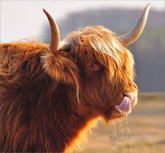 Pin By Kaysu Jun On Highland Cows Fluffy Cows Scottish Highland Cow Cow