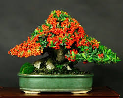 Bonsai Vuurdoorn Bonsai Garten Reiseziele