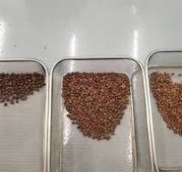 Coffee Bean Colour Sorter