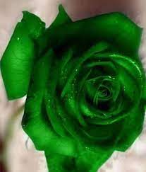 rare green rose beautiful flowers amazing bouquets stunning roses green rose beautiful rose flowers beautiful roses