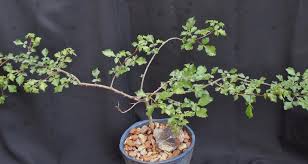 Image result for Commiphora africana