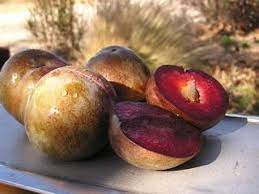 It is named after the former satsuma province of japan. Satsuma Plum Trees Of Antiquity