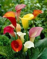 As a tropical plant, there are few. Live Green Cala Lily Flower Bulb Multicolour Pack Of 5 Bulbs Amazon In Garden Outdoors