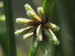 Image result for Schoenoplectiella mucronata