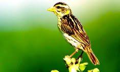 Bila dilihat sekilas kedua jenis lovebird baik yang jantan dan betina memang. 40 Perawatan Burung Kicau Ideas Bird Animals Outdoor Pet Enclosure