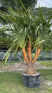 Image result for Pandanus utilis