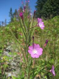 Image result for Epilobium hirsutum