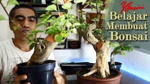 Dan mungkin anda terpesona saat melihatnya. Cara Membuat Bonsai Bunga Kertas Bougainvillea Youtube