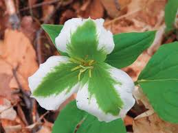 We did not find results for: Enjoying Early Spring Blooms In Exeter Ontario Our Canada