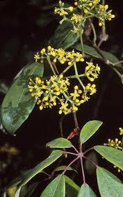 Image result for Cissus glaucophylla