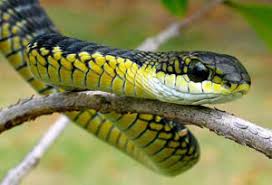 Head parietal spots touch each other no (1) no spots (1) yes (1) head pit between nostril and eye no (146) yes (17) Snake Species Found In South Africa Emdoneni Lodge Cheetah Farm Hluhluwe Hotel Big 5