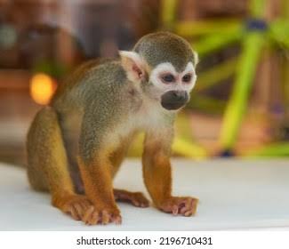 2,209 Monkey Cute House Royalty-Free Images, Stock Photos & Pictures |  Shutterstock