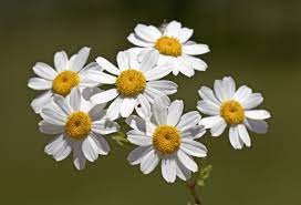 Flowers medical group now has an infrared sauna in house! This Flower Might Hold The Key To Killing Cancer Cells Healthcare In Europe Com