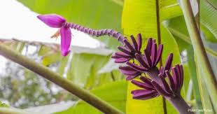 We did not find results for: Red Banana Tree Care How To Grow Musa Acuminata