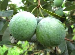 Feijoa Mammoth Feijoa Fruit Pineapple Guava