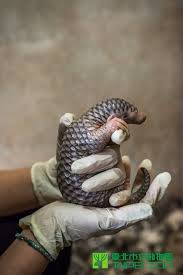 This is a reference to the pangolin's habit of rolling into a ball like a pill bug whenever they feel threatened. Taipei Zoo Welcomes New Pangolin Baby Animals Tiny Baby Animals Animals