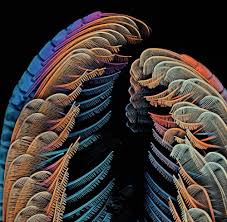 Image result for Crabbea