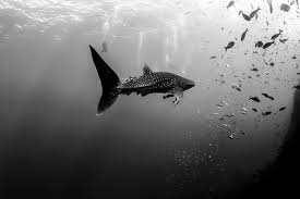 The tiger shark is the fourth biggest species of shark in the world! False Killer Whales Tiger Sharks And Whale Sharks At Socorro Nautilus Liveaboards