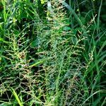 Image result for Sporobolus pyramidalis