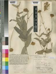 Image result for Hypericophyllum elatum