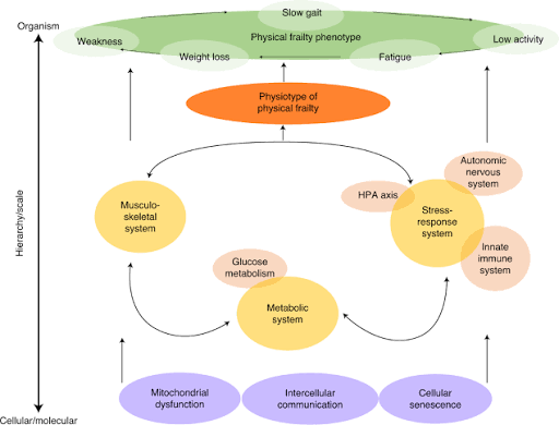 The physical frailty syndrome as a transition from homeostatic symphony to  cacophony | Nature Aging