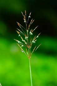 Image result for Chrysopogon