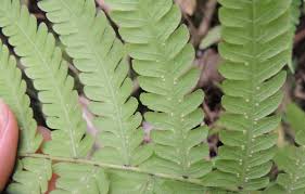 Image result for Christella dentata