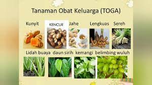 Budidaya tanaman obat keluarga dapat memicu kemandirian setiap orang untuk berpartisipasi dalam melestarikan tanaman herbal. Gambar Tanaman Obat Untuk Anak Tk Info Kece