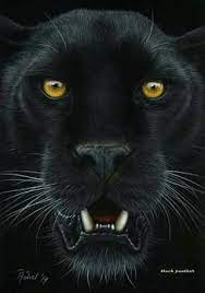  Pin Oleh Maritza Juliana Di Luz De Luna Kucing Hewan Menggambar Kucing