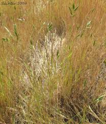 Image result for Bromus leptoclados