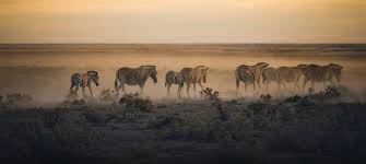 The park surrounds the dry etosha salt pan. Best Time To Visit Etosha Month By Month Guide Tourradar
