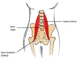 There's more to the core than abs. Deep Dive Into The Anatomy Of The Hip Flexor Muscles Hip Hook By Aletha
