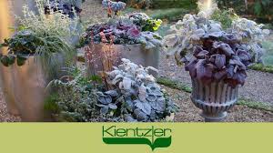 Einjährige lupinen werden auch als gründüngung ausgesät. Terrasse Im Winter Dekorieren Ganzjahrig Eine Schone Terrasse