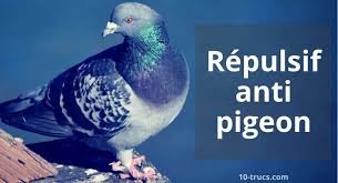 Repulsif Pigeon Repulsif Naturel Et Produit Anti Pigeon Faire Fuir Les Pigeons Pigeon Repulsif