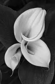 Pin By Lynn Heney On Calla Lily Black And White Flowers White Flowers Flowers Photography
