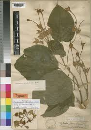 Image result for Clerodendrum rotundifolium