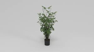 Arg is indigenous to the amazon basin. Tree 3d Model Faux Rubber Tree With Pot 36 Green Cgtrader