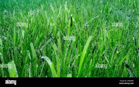 Image result for Thalassodendron ciliatum