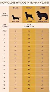 1 Dog Year 7 Human Years Right Not Exactly Dog Ages Dog Years Dog Care