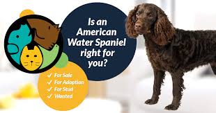 Puppies for sale akc registered adorable american cocker spaniel pups. American Water Spaniel Dog Breed Information Uk Pets