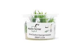 Image result for Eriocaulon bongense