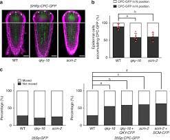 We did not find results for: Quirky Regulates Root Epidermal Cell Patterning Through Stabilizing Scrambled To Control Caprice Movement In Arabidopsis Nature Communications