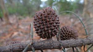 Image result for Casuarina verticillata