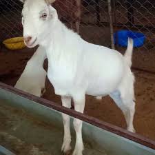 I purchased (100+5) sojat goat at 500 rs per kg body weight now i am taking production from them and sale their kids and mature goats to all over india. White Sojat Goat At Best Price In Ajmer Rajasthan King Goat Farm